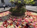 A fountain decorated with rose flowers in the city of Zurich