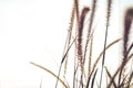 Fountain or Feather grass close up soft vintage