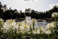 Fountain and flowerbed with white flowers in Sokolniki Park in Moscow Royalty Free Stock Photo