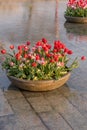 Fountain with flowerbeds of tulips in Amsterdam, Netherlands Royalty Free Stock Photo