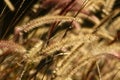 Fountain Grass