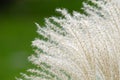 Fountain Grass Background