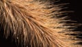 Fountain Grass on black background