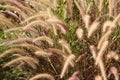 Fountain Grass in a bloomy bright sunlight day