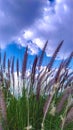 Fountain grass (Cenchrus setaceus Pennisetum setaceum) flowers with cloudy sky background