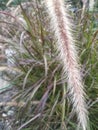 Fountain grass, detail of pennisetum setaceum plant