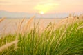 Fountain Grass, Swamp foxtail grass or Dwarf fountain grass is blooming in the garden beside Phayao Lake with sunlight of sunset Royalty Free Stock Photo