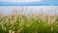 Fountain Grass, Dwarf fountain grass, Foxtail fountain grass, swamp foxtail grass Pennisetum setaceum or Pennisetum alopecuroides Royalty Free Stock Photo