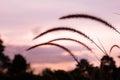 Fountain grass or Feather grass close up