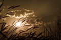 Fountain Grass flower on sunset with cloudy sky background. Sepia or retro vintage style. Royalty Free Stock Photo