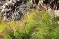 Fountain Grass (Pennisetum setaceum