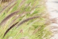 Fountain grass, Pennisetum setaceum Forssk. Chiov