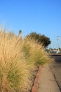 Fountain Grass (Pennisetum setaceum) along City Street in Winter