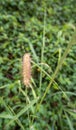 Fountain grass, raising beautiful flowers, when it`s time to wither and blow in the wind