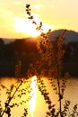 Fountain grass silhouette