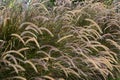 Fountain grass is spectacular when backlit by the rising or setting sun Royalty Free Stock Photo