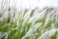 The Fountain Grass White in a meadow in a tropical country