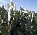 Fountain Hills Scottsdale Arizona Prickly Pear Cactus Royalty Free Stock Photo