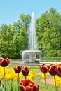 Fountain in lower park, peterhof, russia Royalty Free Stock Photo