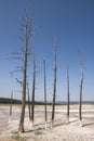 Fountain Paint Pot trail between gayser, boiling mud pools and burnt trees in in Yellowstone National Park