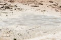 Fountain Paint Pot trail between gayser, boiling mud pools and burnt trees in in Yellowstone National Park