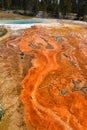 Fountain Paint Pot trail between gayser, boiling mud pools and burnt trees in in Yellowstone National Park