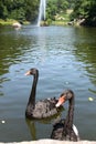 Fountain Snake and black swans in the Sofiyivsky Park. Botanical Garden arboretum in Uman, Cherkasy Oblast, Ukraine Royalty Free Stock Photo