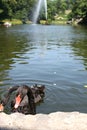 Fountain Snake and black swans in the Sofiyivsky Park. Botanical Garden arboretum in Uman, Cherkasy Oblast, Ukraine Royalty Free Stock Photo