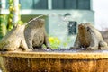 Fountain of three granite frogs playing with the water