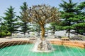 Fountain `Tree of Wishes` in Tbilisi, Georgia