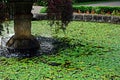 Fountain with water lilies