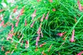 Fountainbush, Firecracker plant, Coral plant,Coralblow, Fountain