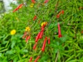 fountainbush or firecracker plant pretty red flower blooming in botany garden. green leaves on branch background. coral plant bush