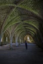 Fountains Abbey Cellarium ghost Royalty Free Stock Photo