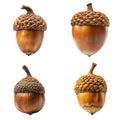Four acorns, brown and beige Royalty Free Stock Photo