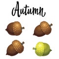 Four acorns isolated on white background. Vector Illustration Royalty Free Stock Photo