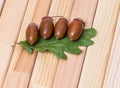 Four acorns with leaves Royalty Free Stock Photo