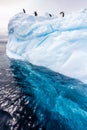 Four adele penquins sit high on top of iceberg near Antarctica Royalty Free Stock Photo