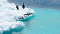 Four adelie penguins get ready to jump from ice floe into ocean water.. Paulet Island, Antarctica. Take your marks! Royalty Free Stock Photo