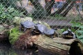 Four Adorable Chinses Striped Necked Turtles Posing For the Camera