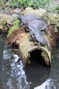 Four Adorable Chinses Striped Necked Turtles Posing On A Log