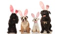 Four adorable dogs wearing easter bunny ears Royalty Free Stock Photo