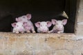 Four adorable excited young pink pigs standing huddled