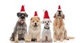 Four adorable santa dogs of different breeds sitting and panting