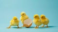 Cute yellow chicks hatching on a blue background Royalty Free Stock Photo