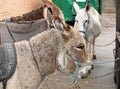 Four Adult Donkeys