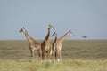 Four adult giraffe standing together in open savannah of Masai Mara Kenya