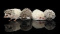 Four African Hedgehogs are in the dark studio Royalty Free Stock Photo