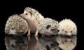 Four African Hedgehogs are in the dark studio one looking up