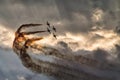 Four airplanes formation on a sunset sky at an air show Royalty Free Stock Photo